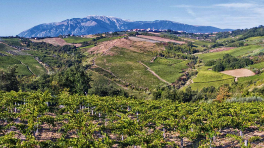 GDJE JE NESTALA PRIRODNA FERMENTACIJA VINA