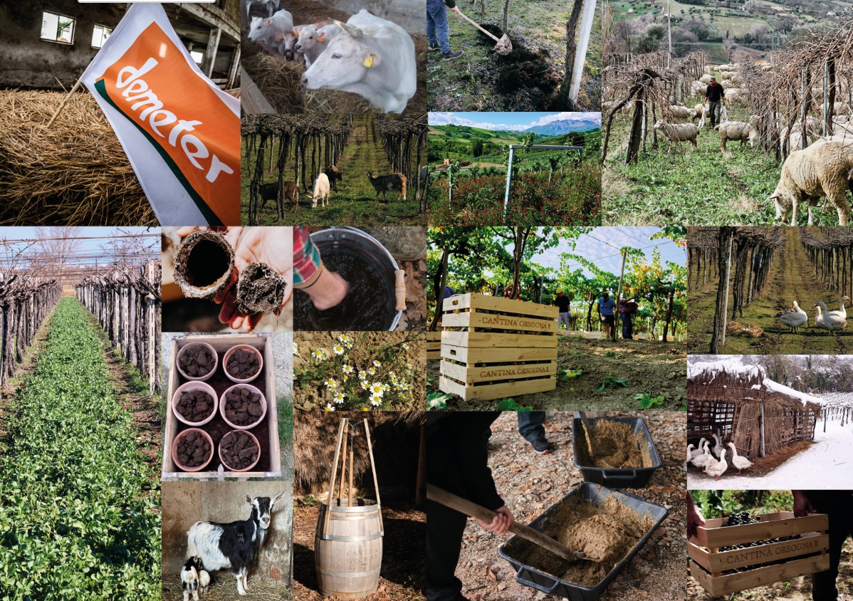 BIODINAMIČKA VINA: DA JE KVASAC BITI LAKO, TO BI BIO SVAKO - 5 ZABAVNIH ČINJENICA