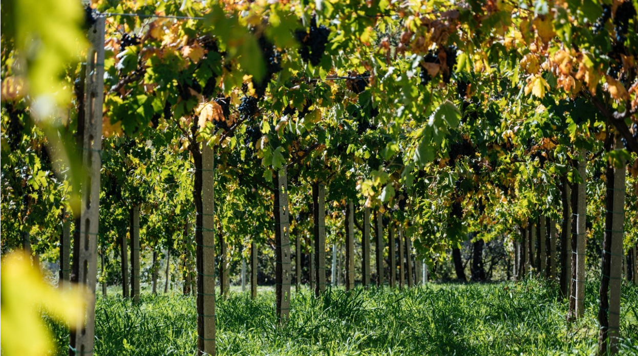 KOJA JE RAZLIKA: BIODINAMIČKA vs. ORGANSKA vs. KONVENCIONALNA VINAPet-Nat vino: što je i kako se proizvodi? - copy