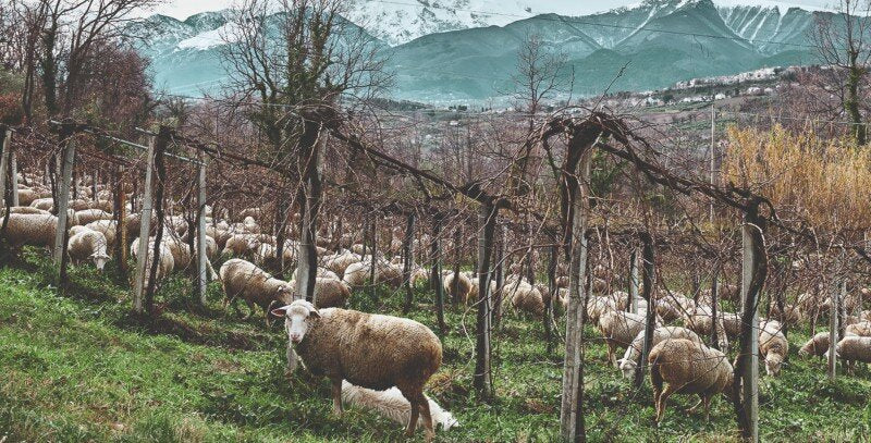 Primitivo, iliti Crljenak Kaštelanski