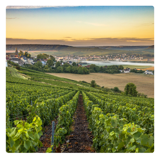 Champagne, Francuska
