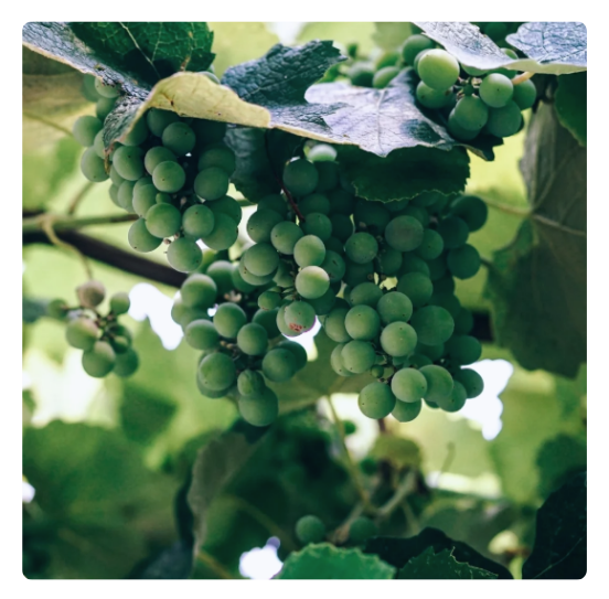 Za pjenušavo vino koristi se grožđe s višim udjelom kiselina