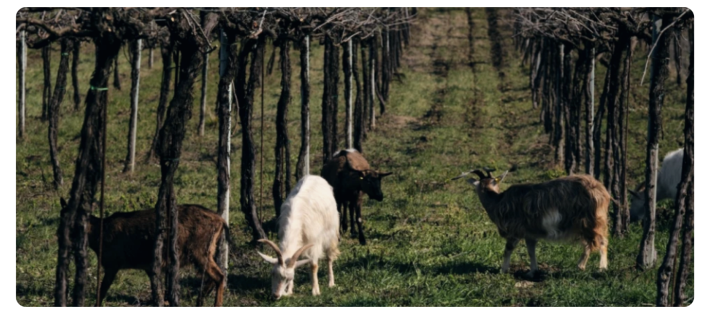 Biodinamički vinograd i koze