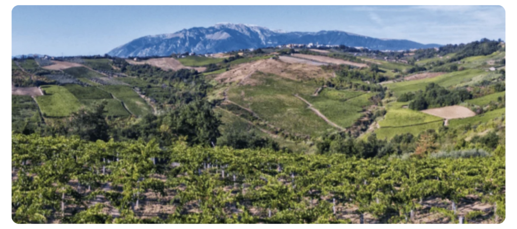 Bio Cantina Orsogna