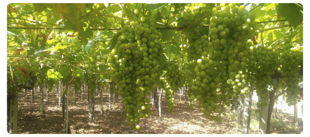 Biodinamička vina i grožđe