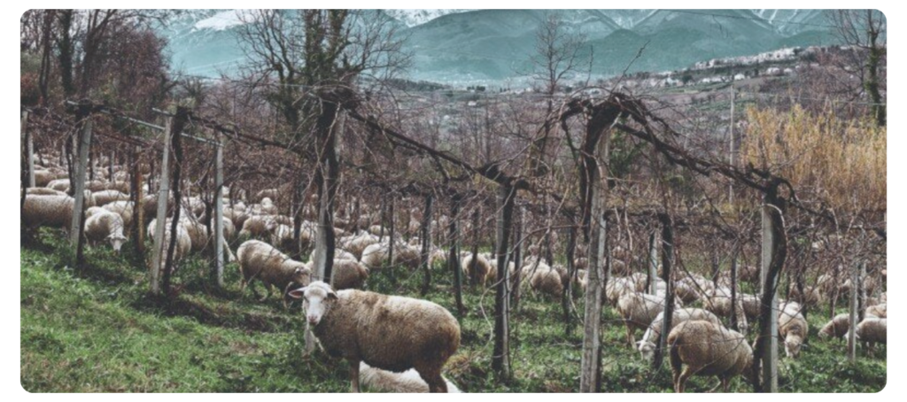 Biodinamička vina i vinograd