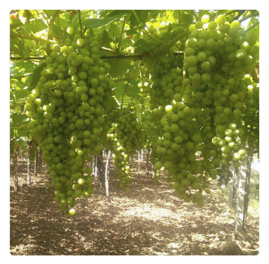 biodinamički vinograd