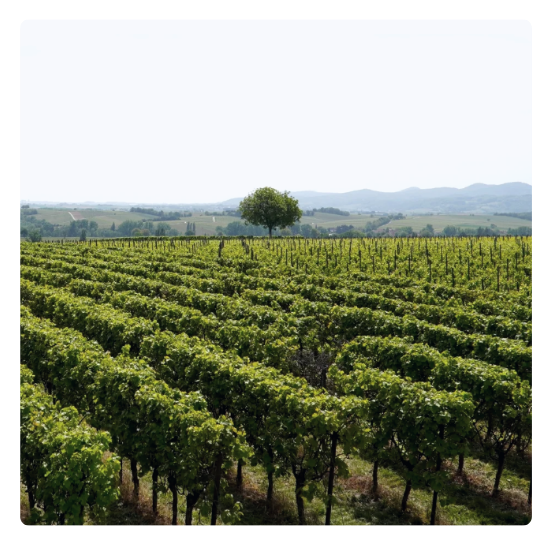 biodinamički vinograd