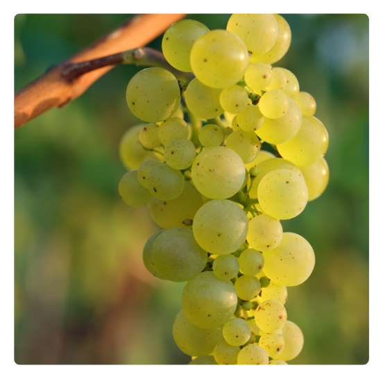 Riesling grozd