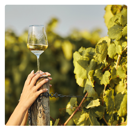 organska i prirodna vina