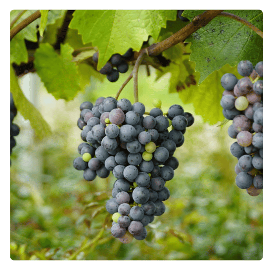 Bezalkoholno vino je proizvod od grožđa, ali ne isto kao i sok od grožđa.